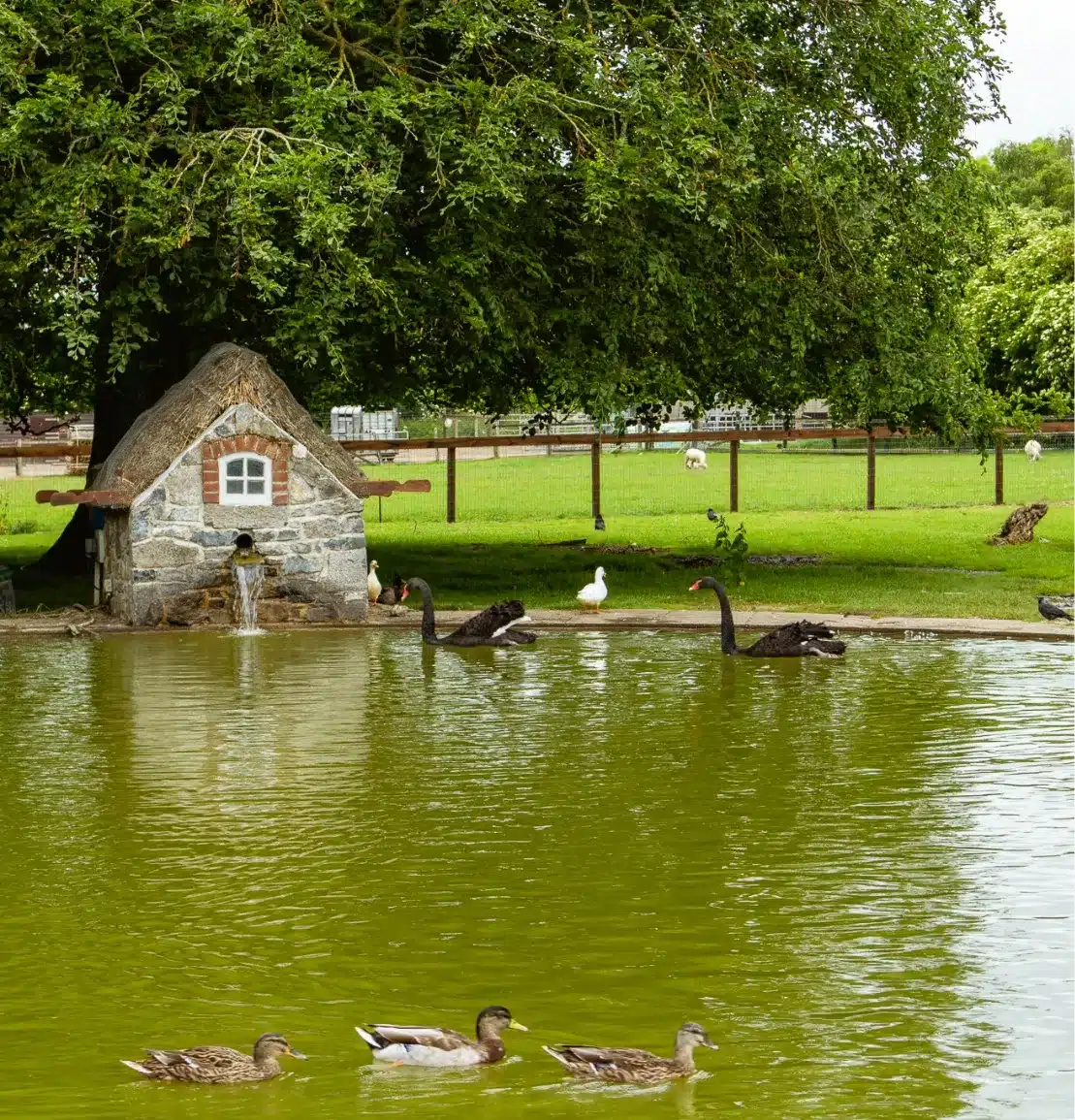 Nestled near Malahide Castle, a charming stone house with a water feature sits by a pond surrounded by lush greenery. Black swans and ducks glide gracefully, while more birds roam the grass. A large tree casts shade, with a wooden fence encircling the serene field.