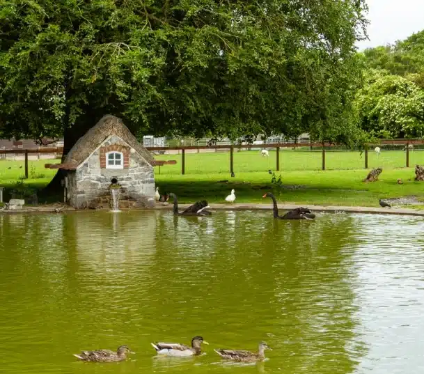 A small stone house sits by a pond with green water at Malahide Castle, where ducks and black swans swim. A large tree shades the pond, and a grassy field with more birds and a fence is in the background.
