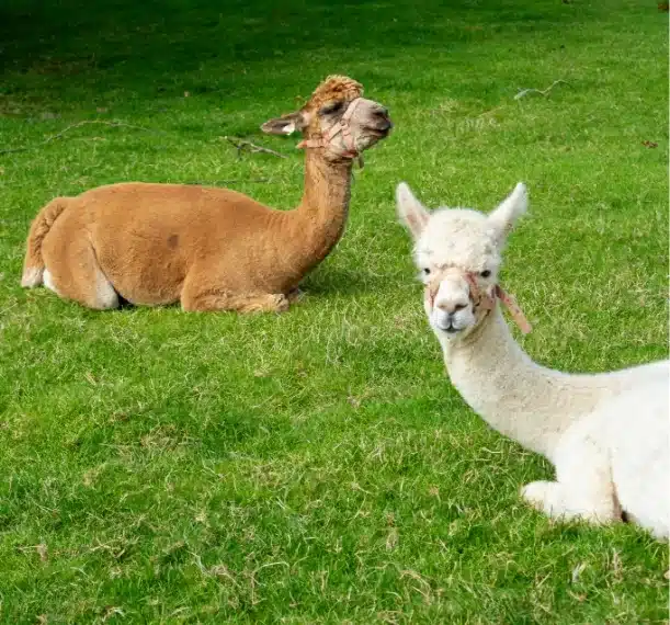 Two llamas sit on green grass at Malahide Castle; one is brown and lying down, the other is white and looking toward the camera, both with trimmed wool and ribbons on their ears.