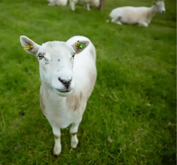 A white sheep with ear tags stands on green grass near Malahide Castle, looking at the camera. Other sheep are lying down in the blurred background.