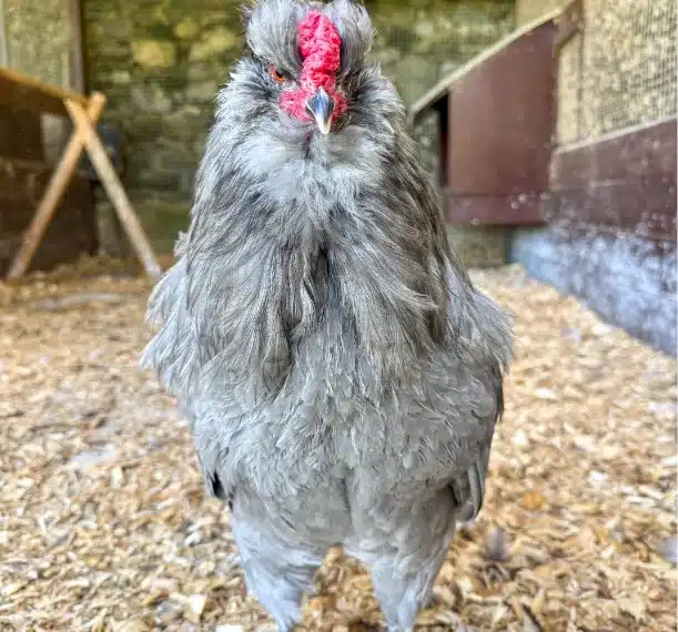 A fluffy gray chicken with a bright red comb stands facing the camera on a bed of wood shavings inside an enclosure at Malahide Castle, giving an intense, direct look.