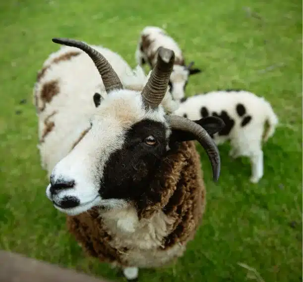 A close-up of a Jacob sheep with four horns standing on green grass at Malahide Castle, accompanied by two lambs with black and white spotted coats in the background.