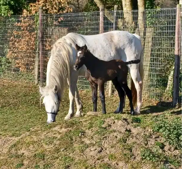 A white horse grazes on grass next to a standing dark brown foal in a fenced outdoor area with trees and sunlight, reminiscent of the scenic grounds near Malahide Castle.