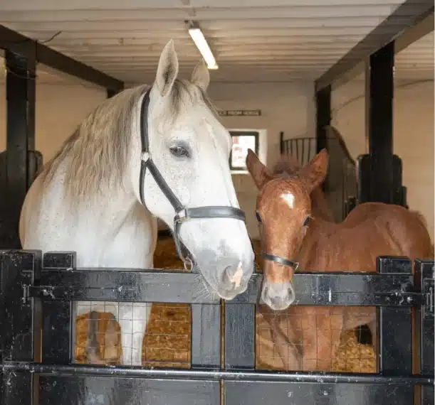 A white horse and a brown foal stand side by side behind a black stable gate, looking out from inside a well-lit stable with straw bedding at Malahide Castle.
