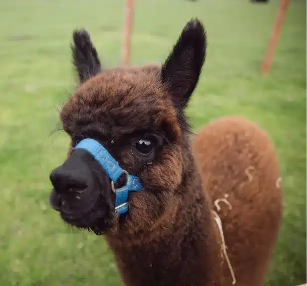 A close-up of a brown alpaca wearing a blue halter, standing on green grass with a blurred background at Malahide Castle.