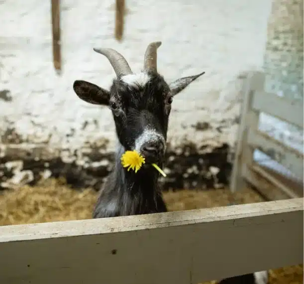 A black and white goat stands behind a wooden fence in a barn at Malahide Castle, holding a yellow dandelion flower in its mouth.