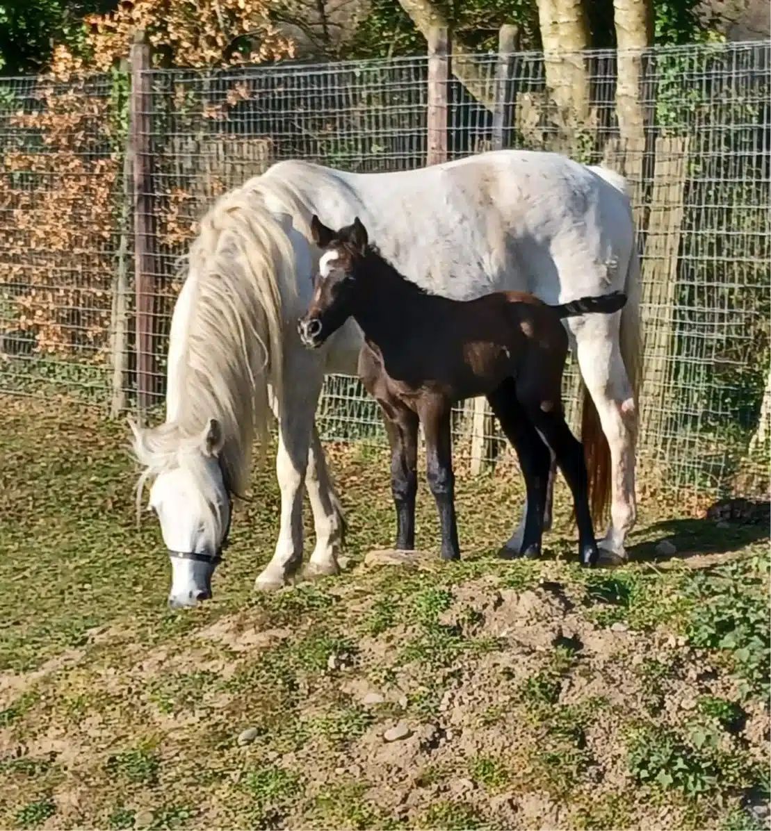 A white horse and a dark brown foal stand on a grassy area next to a wire fence. The adult horse is grazing, while the foal stands closely by its side. Trees and autumn leaves are visible in the background.