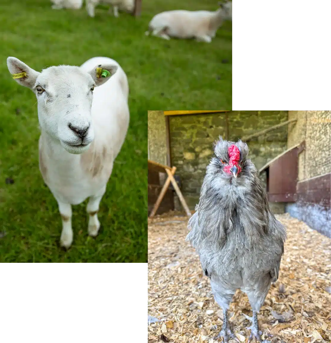 A sheep with a tag in its ear stands on lush grass, looking curiously at the camera. Nearby, a fluffy gray chicken with a bright red comb stands on wood shavings in an enclosure, gazing forward.