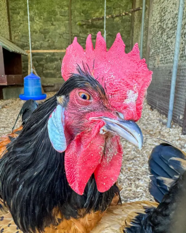 Still deciding what to do this bank holiday weekend? 🧐
This rooster says: Don’t chicken out – come to Newbridge House & Farm! 🐓✨

He’s been freshly fluffed, looking fabulous, and frankly, he’s offended you haven’t visited him yet. 💅
Between the stately house 🏛️, curious creatures 🐐, and countryside strolls 🌳 – we’ve got your weekend plans all wrapped up (with feathers). 🪶

Peck your plans wisely. Visit us! 🐣

#NewbridgeHouseAndFarm #BankHolidayVibes #BossRooster #WeekendPlansSorted #FarmFamous #FamilyDayOut #VisitDublin