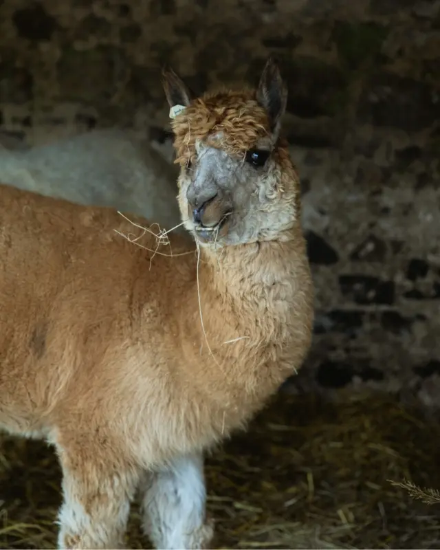 Hay there! 😎 Just chewing things over at Newbridge Farm…

Come say hi to our fluffiest resident - bad hair day and all! 🦙💁‍♂️

#NewbridgeFarm #AlpacaLife #FarmFriends #FluffyAndFabulous #DayOutWithTheAnimals